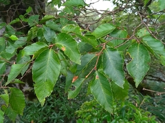 Fagus hayatae