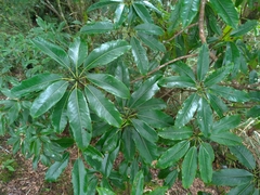 Daphniphyllum himalaense