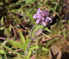 Stachys aspera