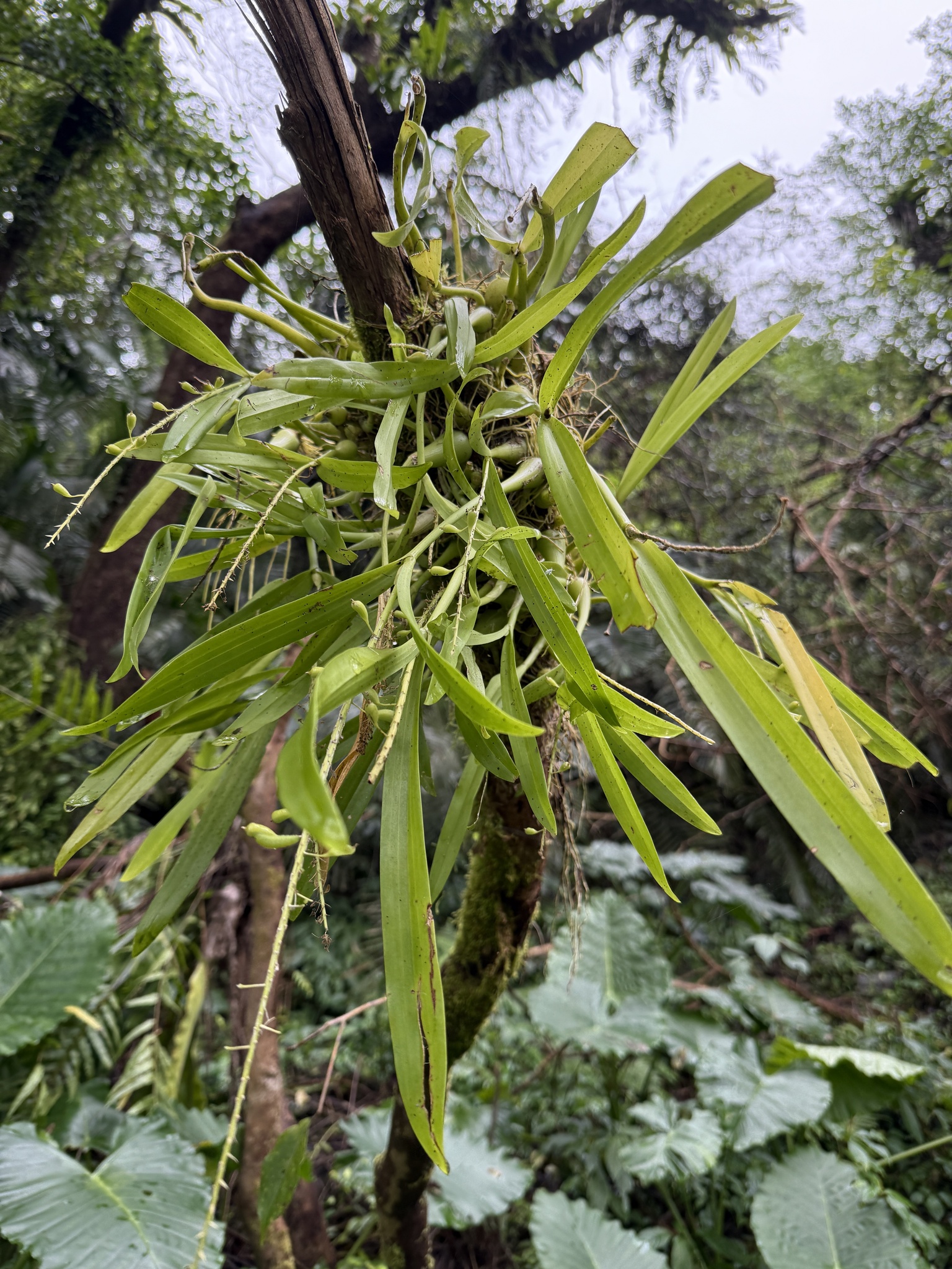 Imagem de Orquídea-gafanhoto