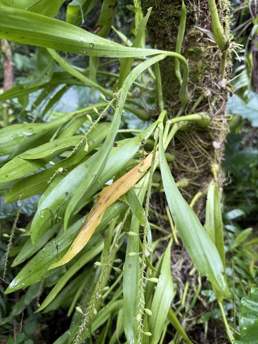 Orquídea-gafanhoto