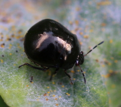 Coptosoma scutellatum