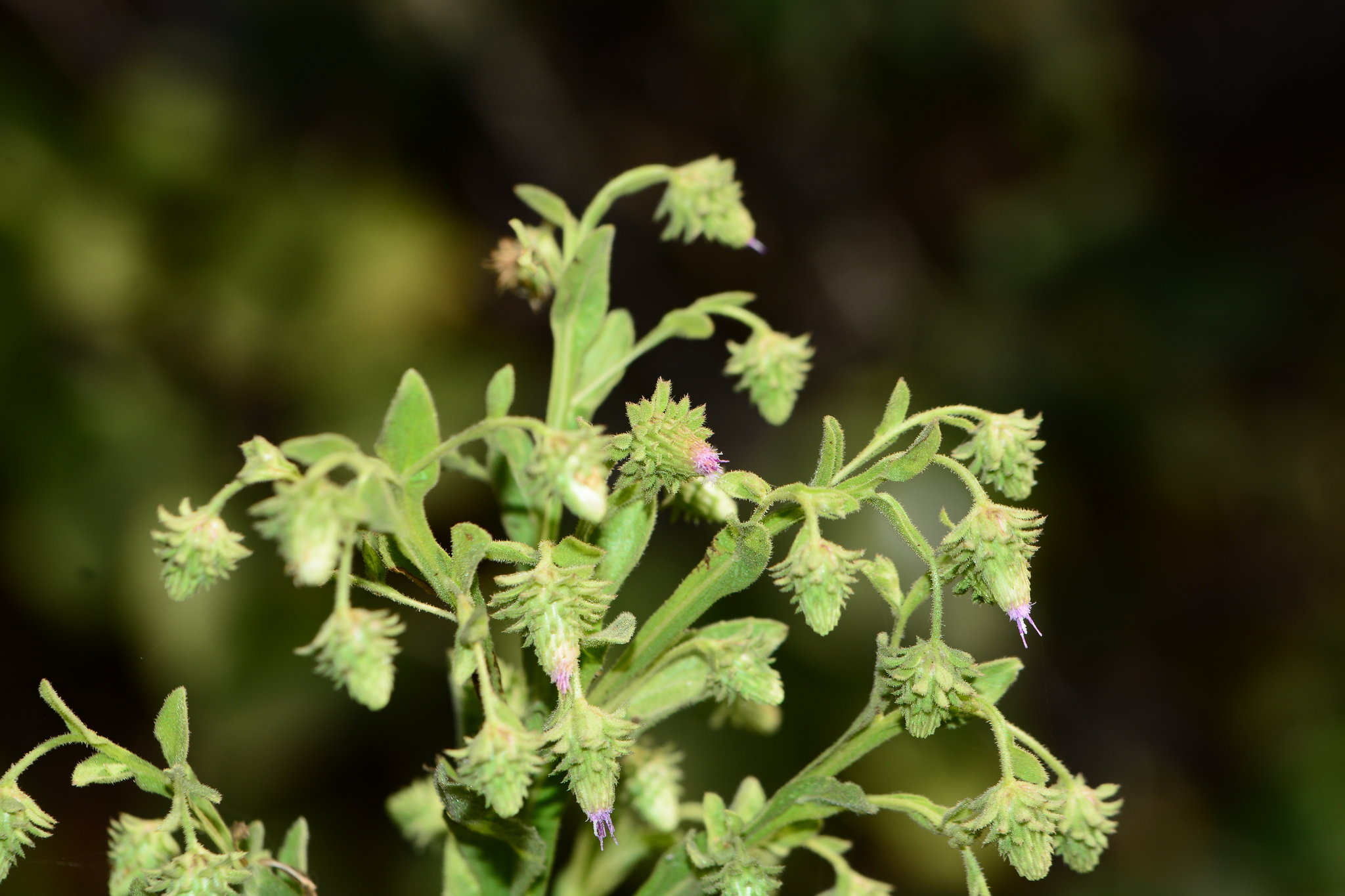 Laggera alata