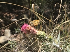 Cirsium arizonicum