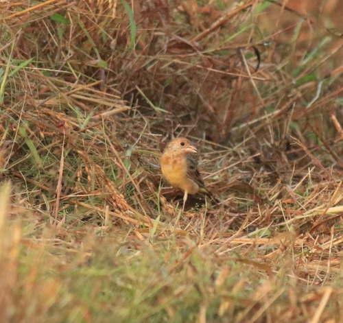 Red-headed Bunting (Emberiza bruniceps), photo 8