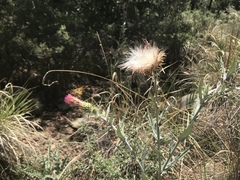 Cirsium arizonicum