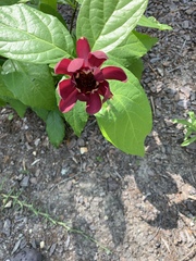 Calycanthus
