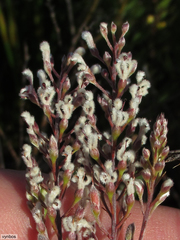 Spatalla racemosa