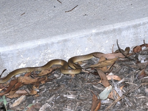 Eastern Brown Snake sighting