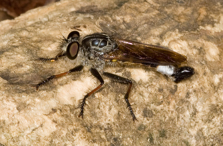 Efferia nigrimystacea
