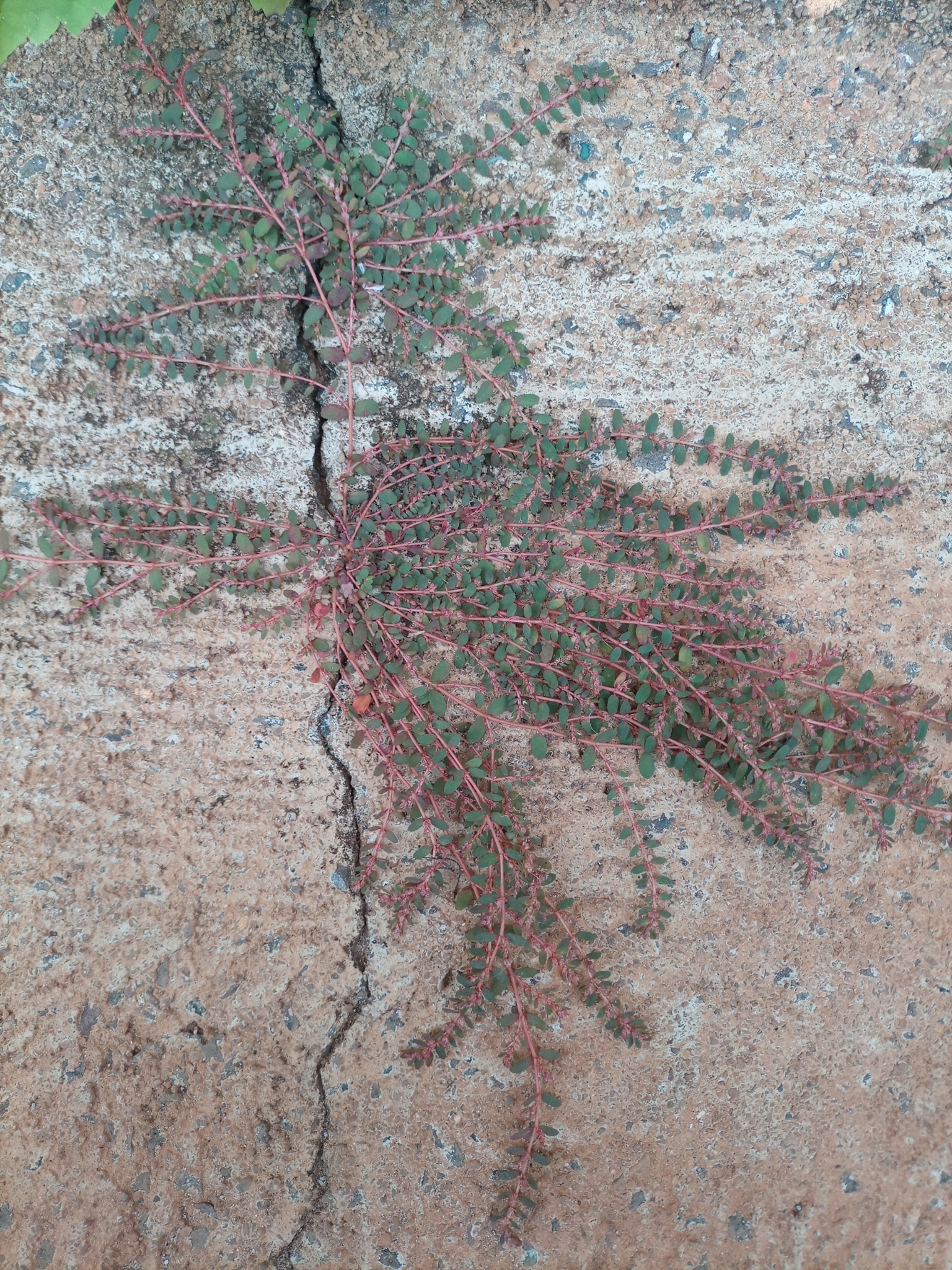 Euphorbia prostrata