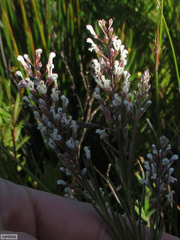 Spatalla racemosa
