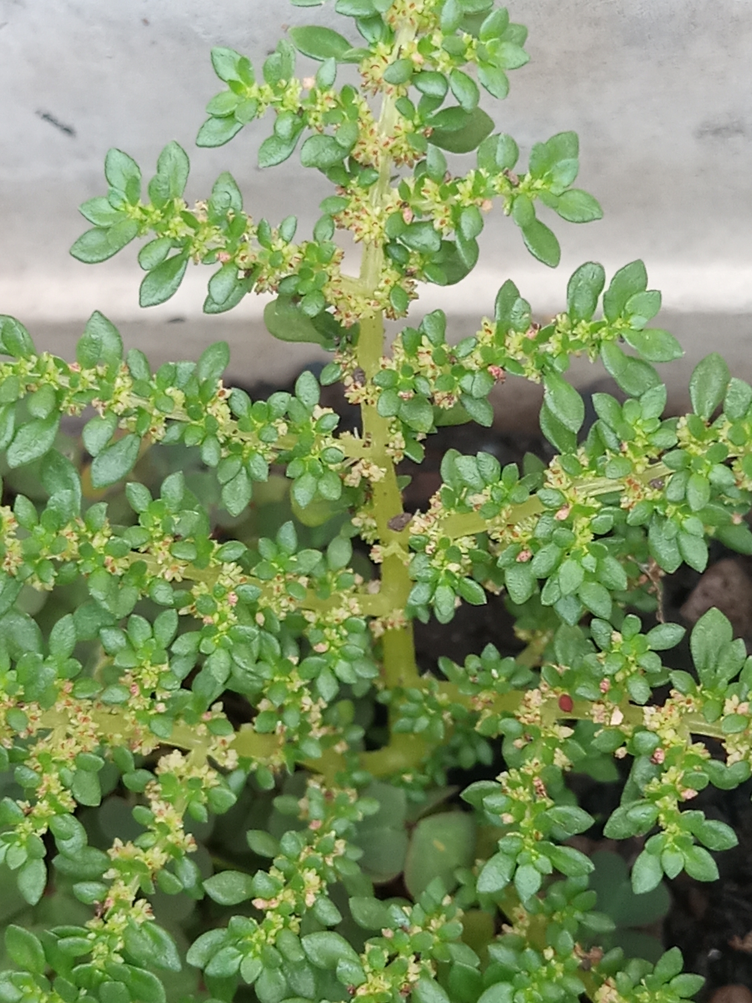 Pilea microphylla