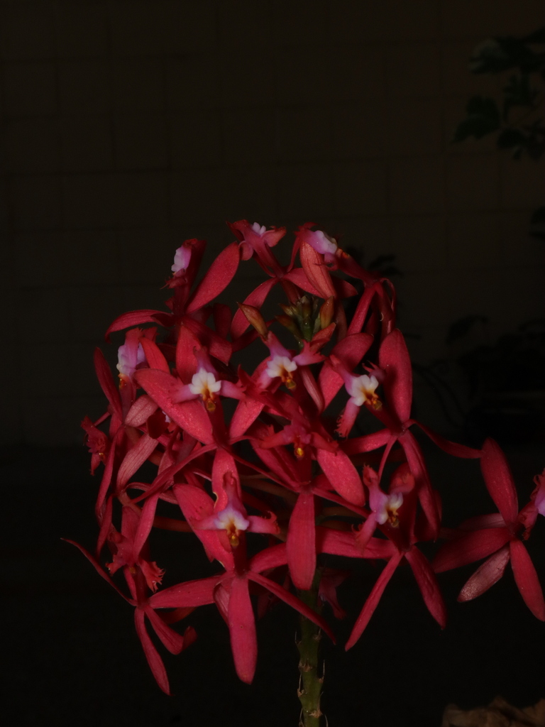 Epidendrum villahermosaense Sierra-Ariza & Hágsater