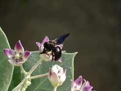 Xylocopa sulcatipes