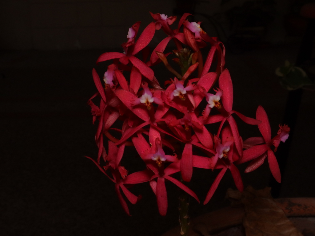 Epidendrum villahermosaense Sierra-Ariza & Hágsater 2
