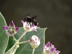 Xylocopa sulcatipes