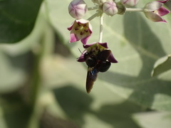 Xylocopa sulcatipes