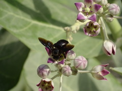 Xylocopa sulcatipes