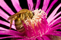 Halictus smaragdulus