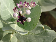 Xylocopa sulcatipes