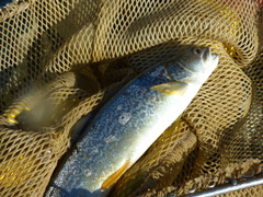 Salmo marmoratus