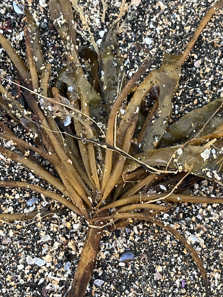Photo of a Dabberlocks