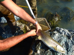 Salmo marmoratus