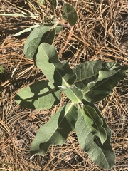 Asclepias hypoleuca