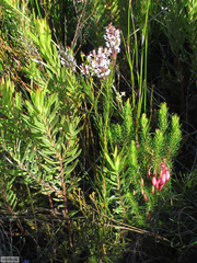 Spatalla racemosa