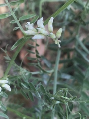 Vicia pulchella