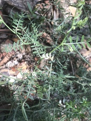 Vicia pulchella