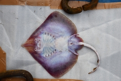 Indian Ring Skate photo 3