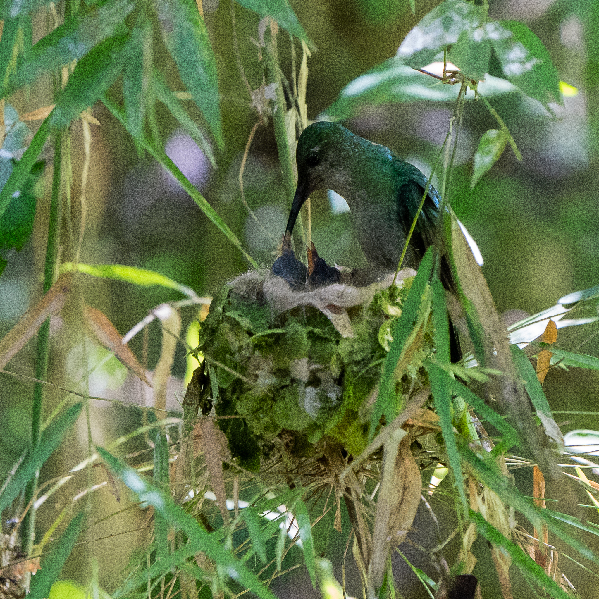 White-vented Plumeleteer (Chalybura buffonii), photo 7