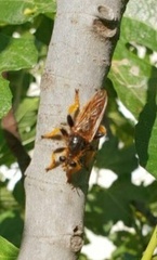Pogonosoma maroccanum