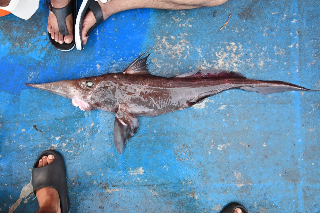 Sicklefin chimaera (Neoharriotta pinnata) — Rhinochimaeridae
