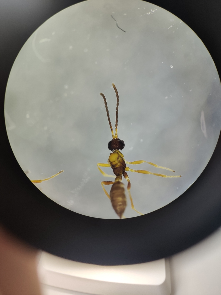 Diaeretellus