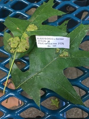 Callirhytis favosa
