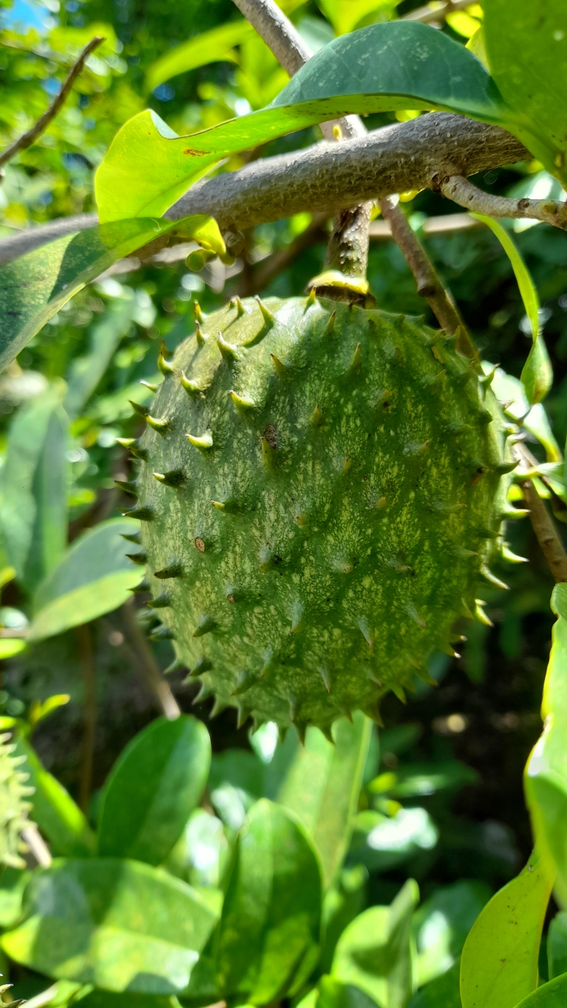 Annona muricata