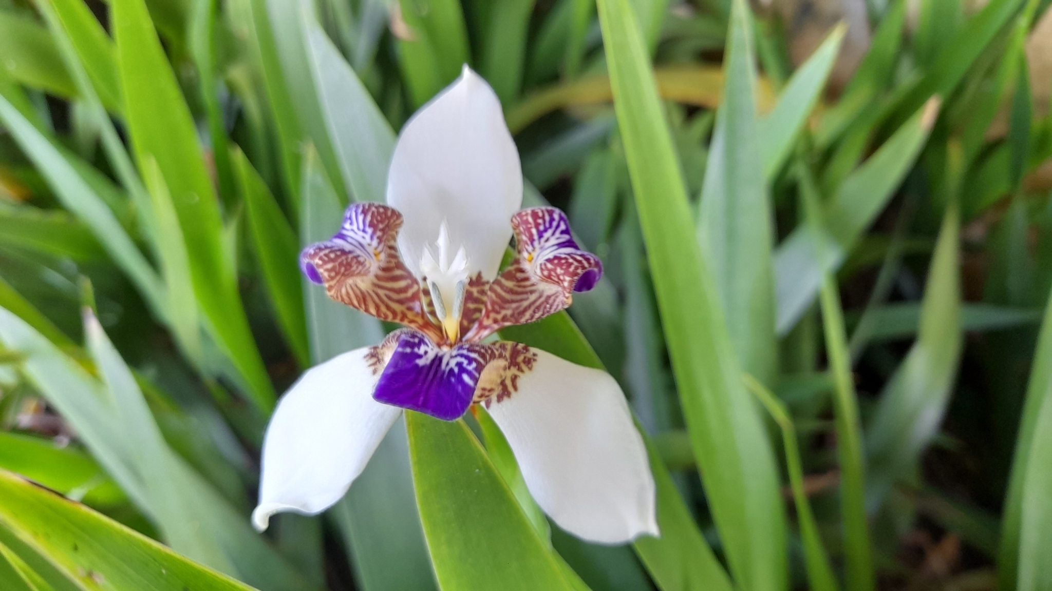 Trimezia northiana