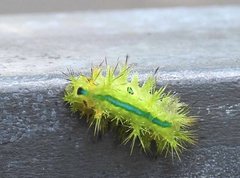 Quasithosea obliquistriga