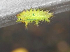 Quasithosea obliquistriga