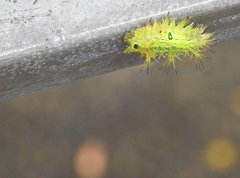 Quasithosea obliquistriga