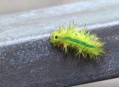 Quasithosea obliquistriga