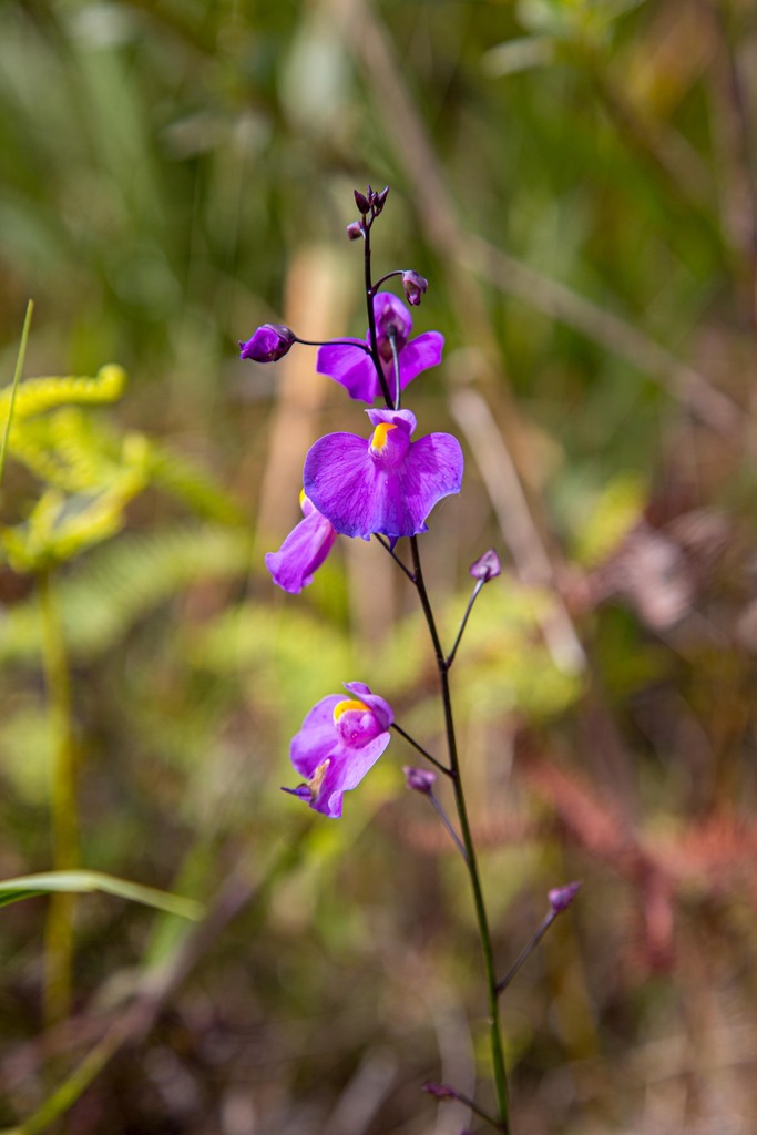 Utricularia longifolia Gardner 2