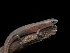 Beddome's Cat Skink photo 1