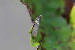 Sciota subfuscella