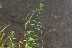 Scutellaria yezoensis