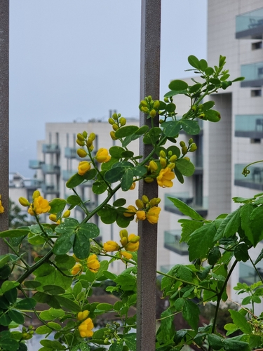 Christmasbush (Senna bicapsularis)