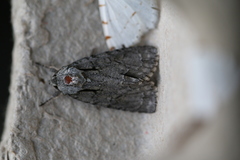 Acronicta hasta